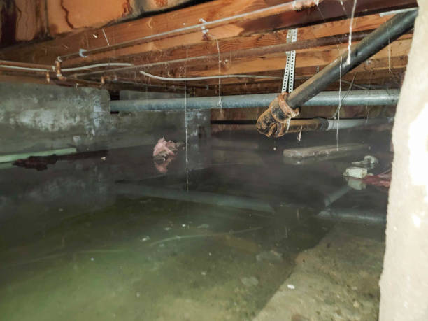Best Professional water damage repair  in Greenfield, MO